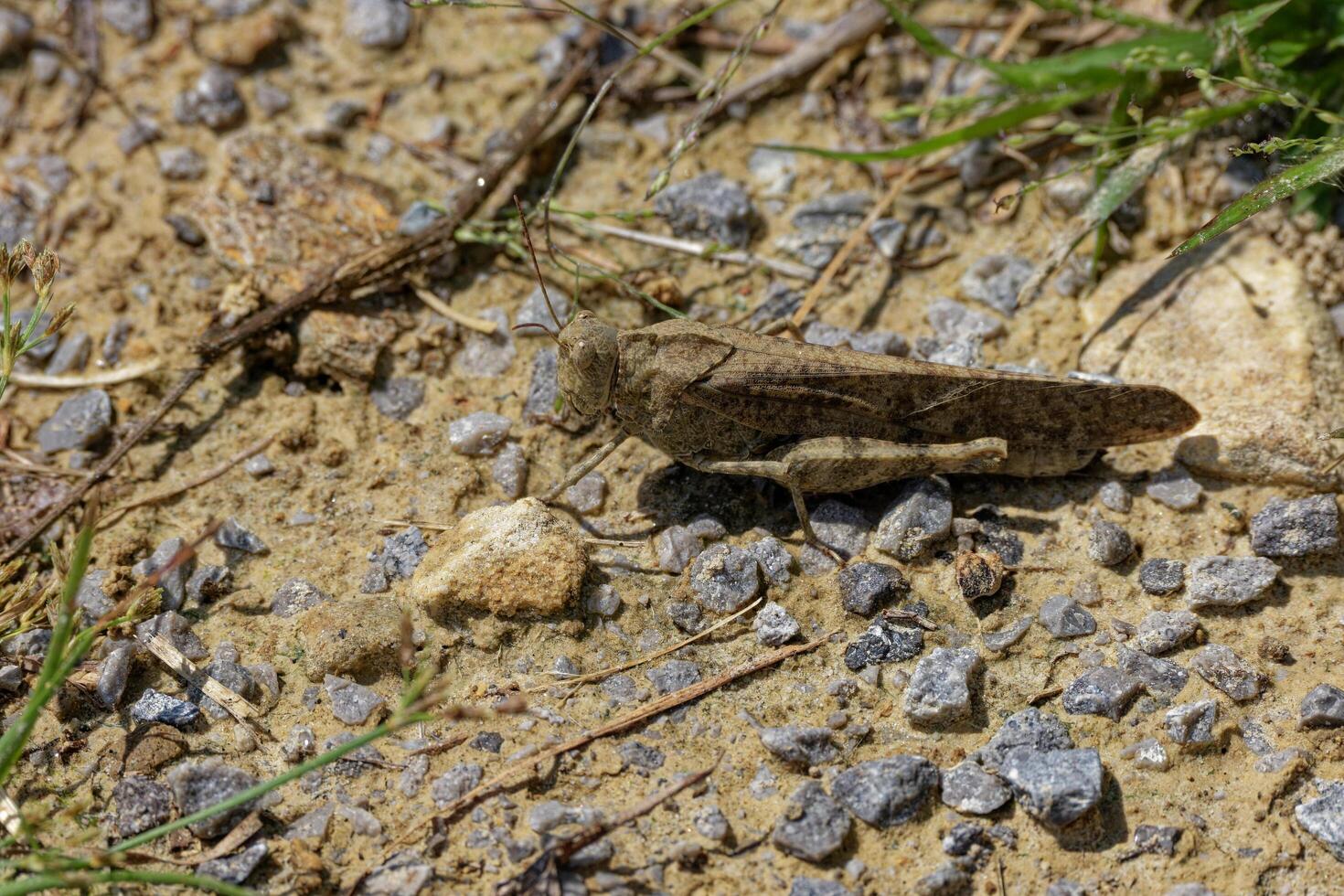 carolina langosta un de cuernos cortos saltamontes foto