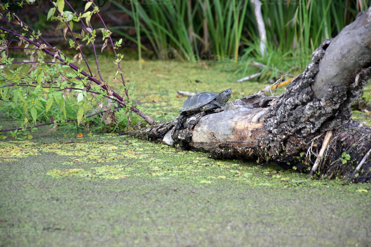 A river turtle climbed a tree thrown into the river. photo