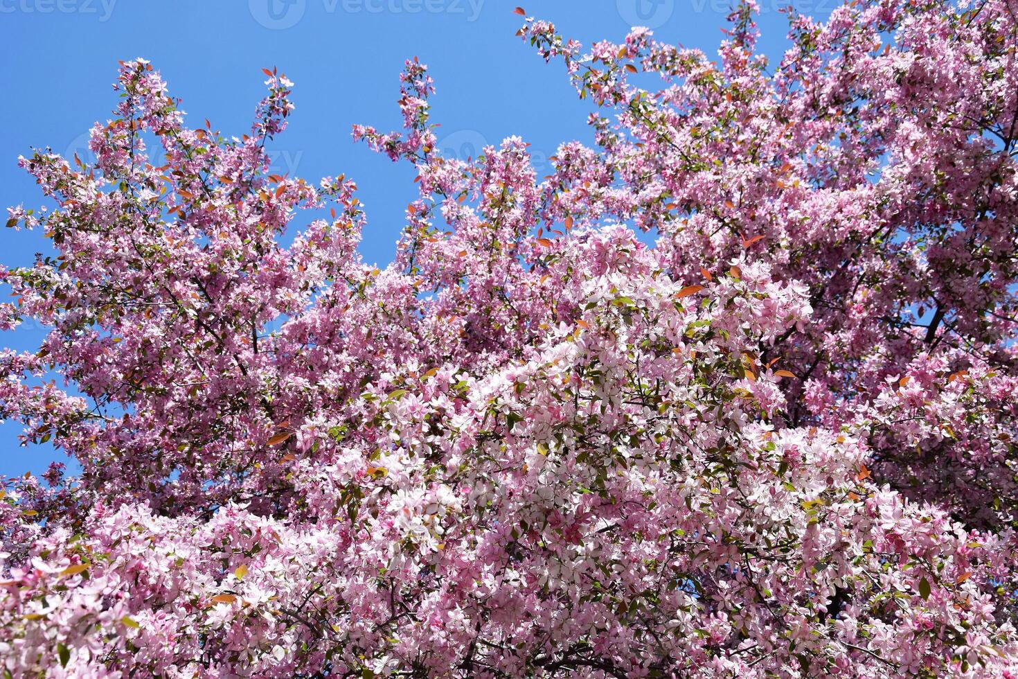 Pink apple tree flowers against a blue sky. photo
