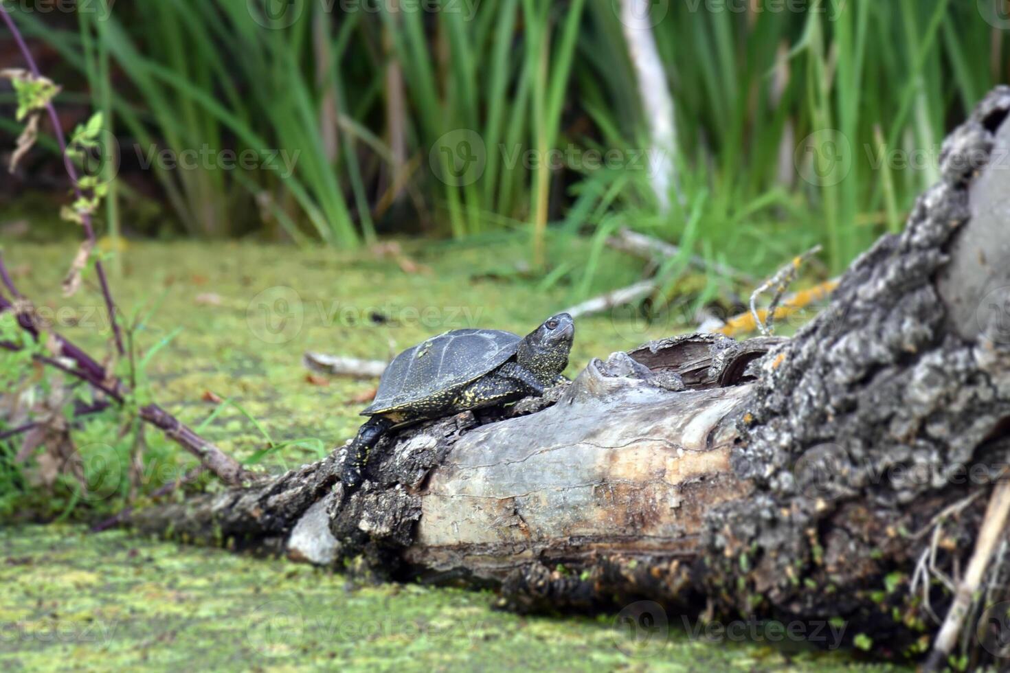 A river turtle climbed a tree thrown into the river. photo