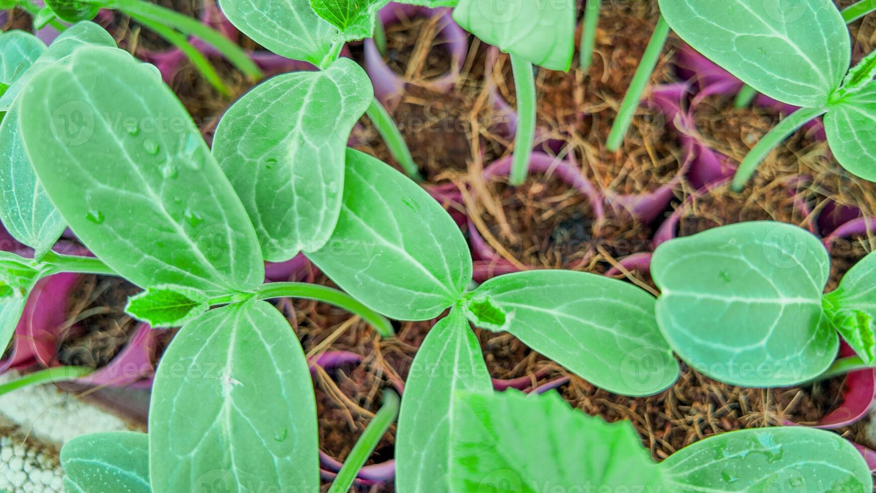 Sprouting Seedlings, Growth and Renewal photo