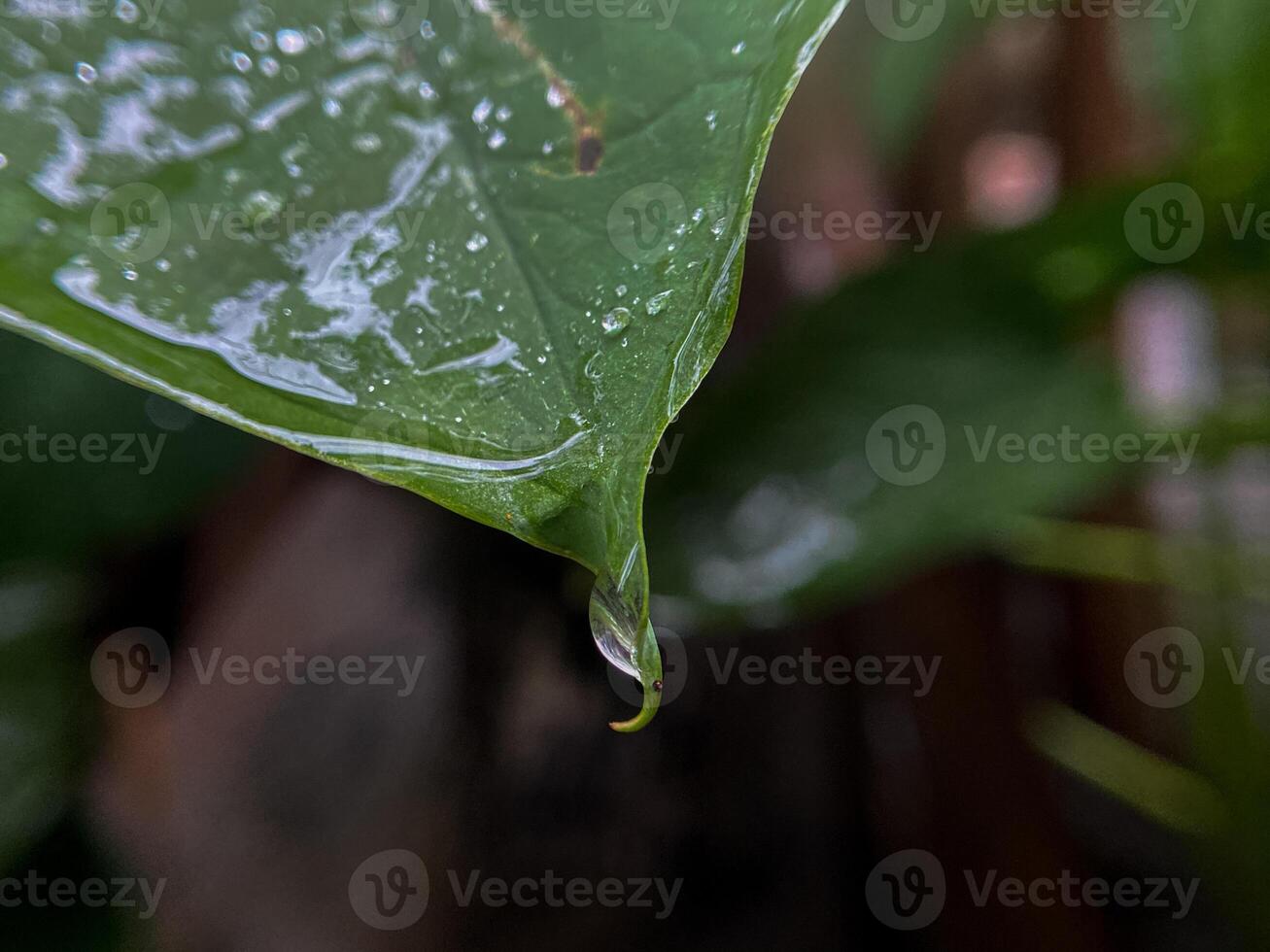 water droplets on beautiful green leaves photo