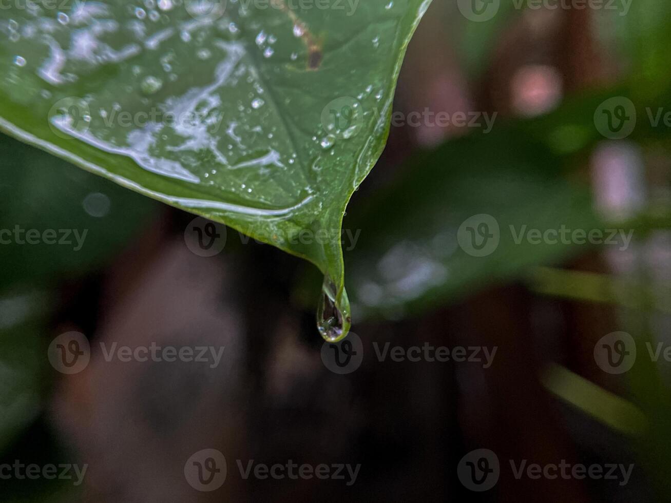 water droplets on beautiful green leaves photo