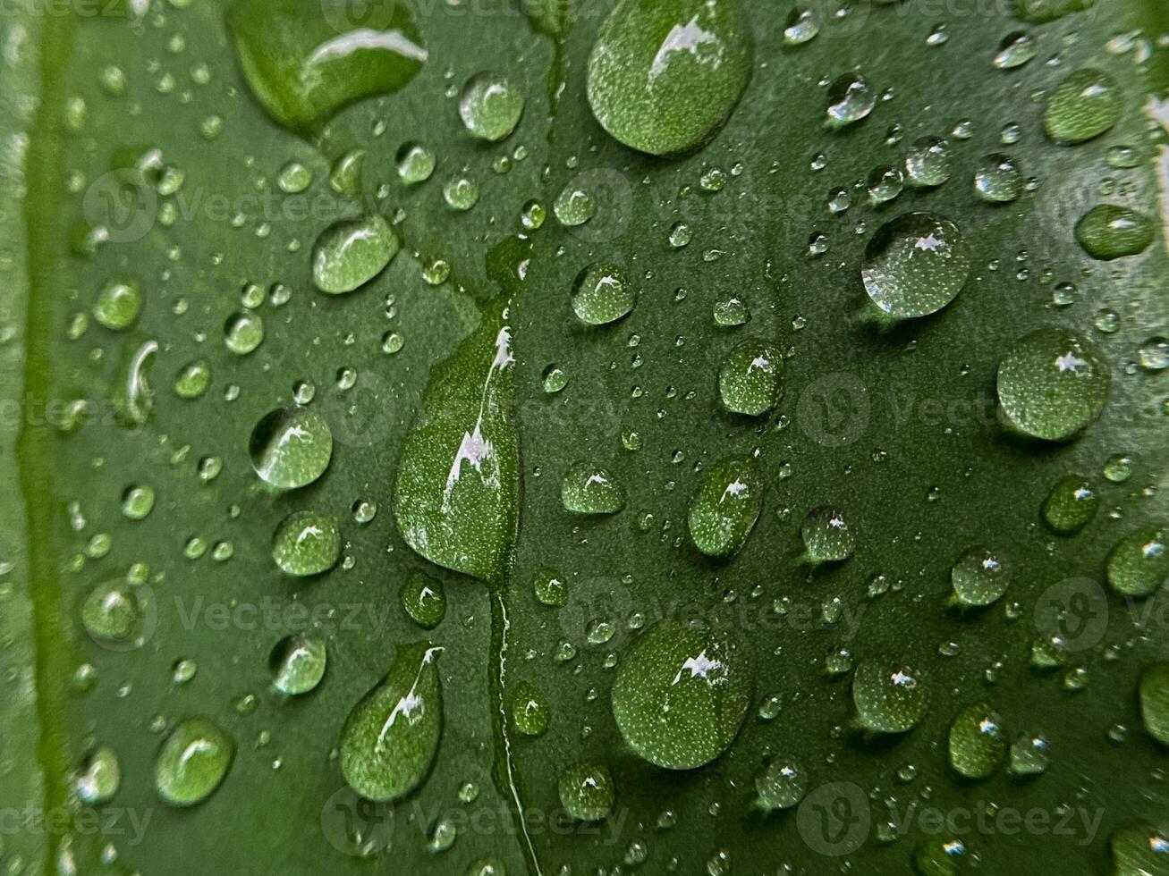 water droplets on beautiful green leaves photo