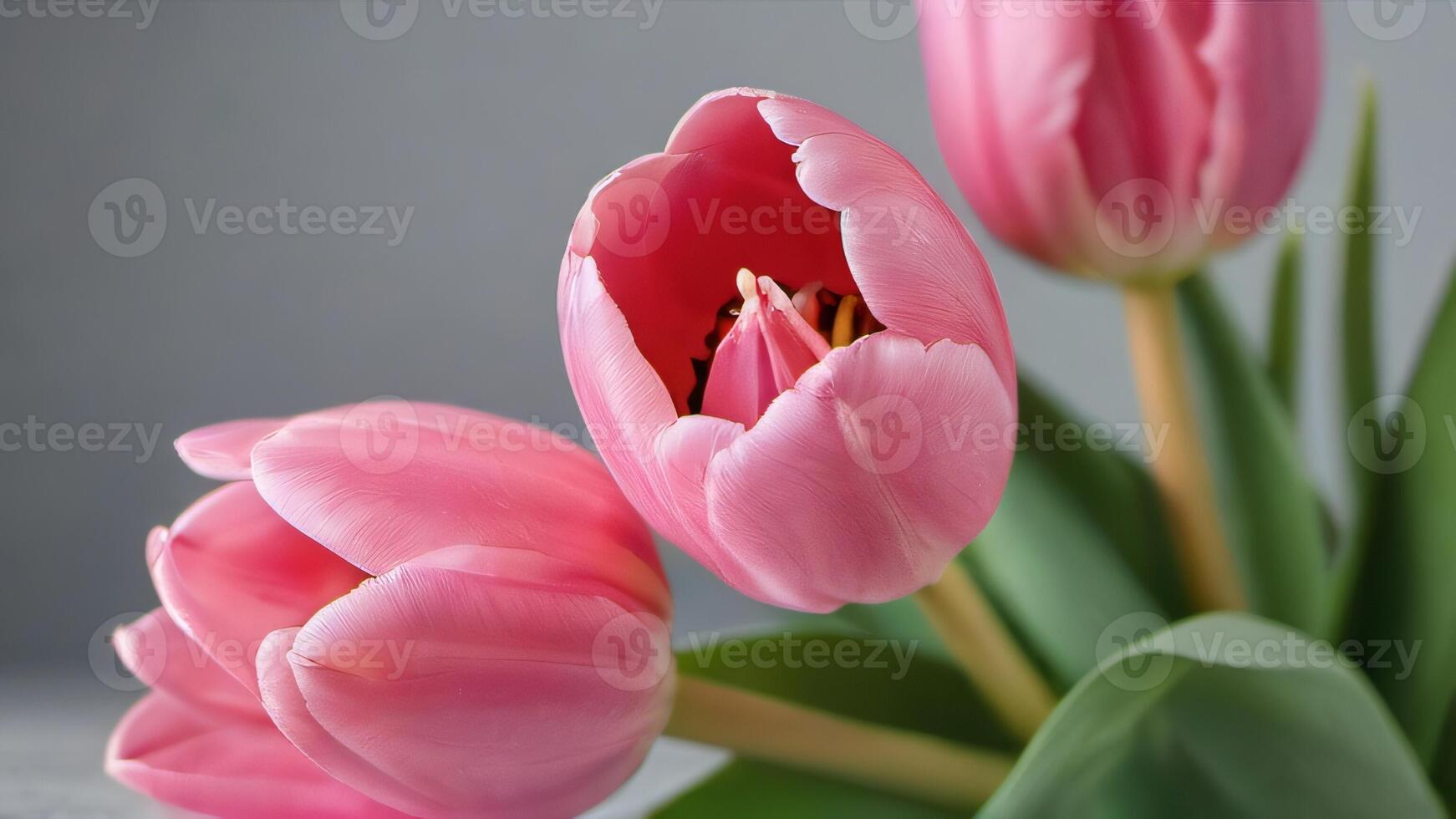 AI generated Photo Of Pink Tulip Bouquet On A Plain Background Shot With Soft Light. AI Generated