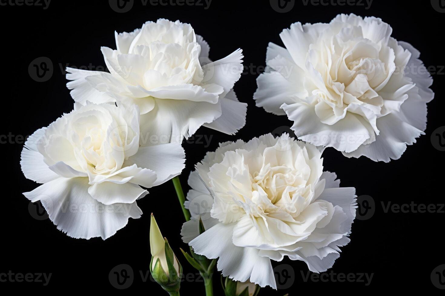 AI generated Photo of white carnations flowers on black background.