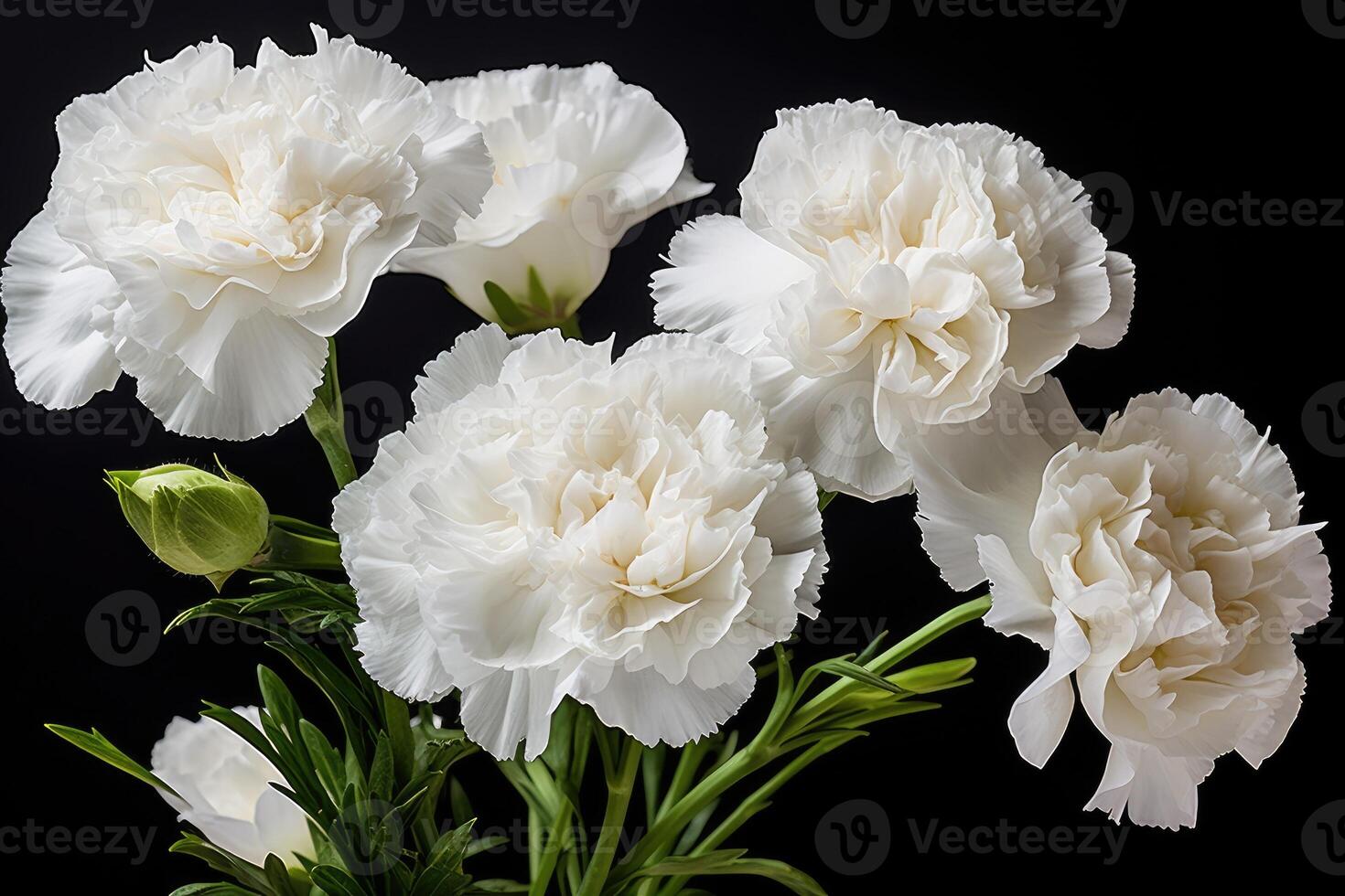 AI generated Photo of white carnations flowers on black background.