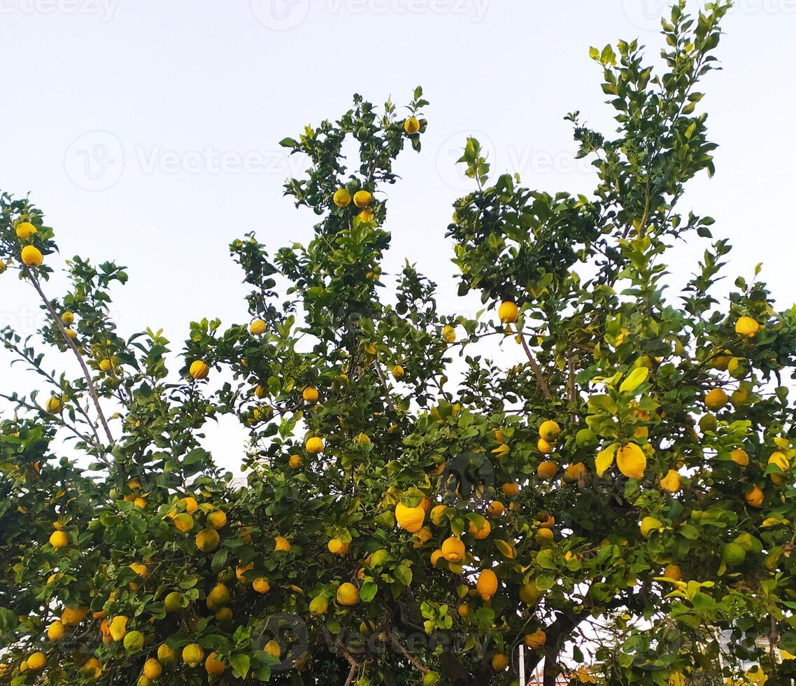 Lemon tree with citrus fruits outdoors. Big tropical harvest. photo