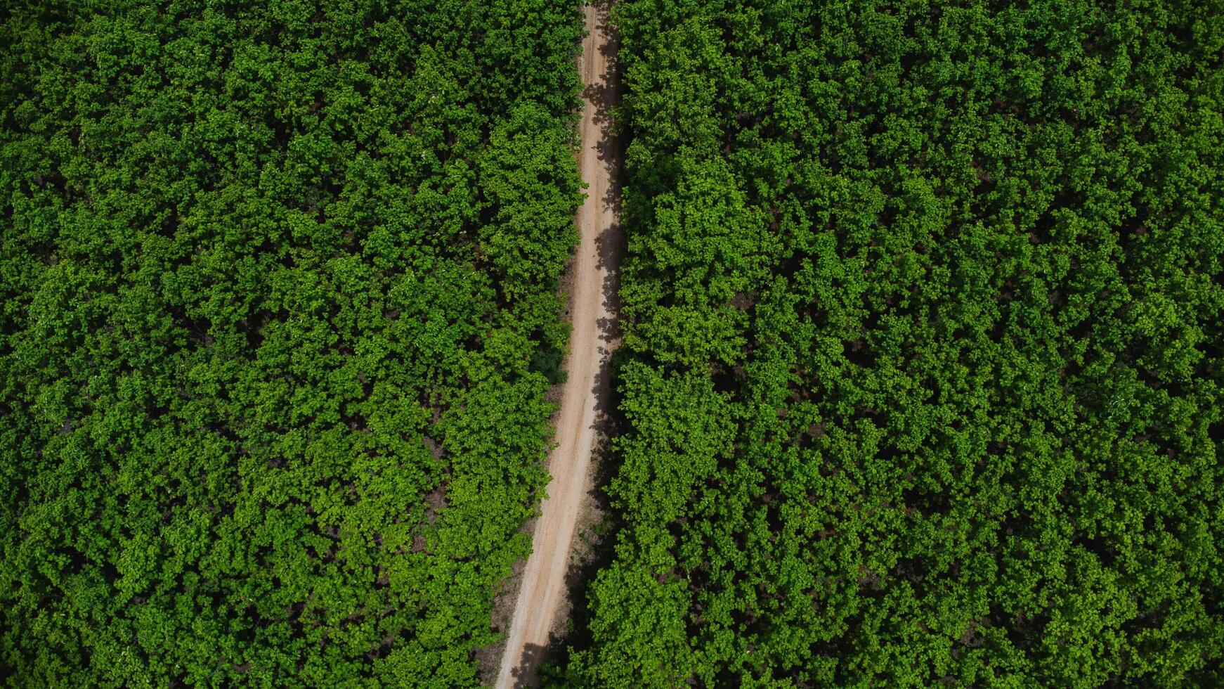 Beautiful landscape on a dirt road among beautiful green spaces. Natural landscape background. photo