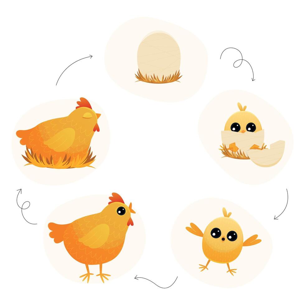 Chicken life cycle. Cartoon broody hen with chicks and eggs, step by step from egg to adult and back, chicken embryo to adult and chicks. Vector illustration