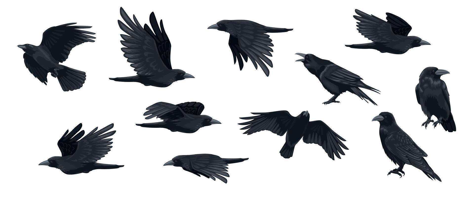 Raven set. Black crow silhouettes, blackbird different poses flying wild animal character icons for logo tattoo design. Vector isolated collection