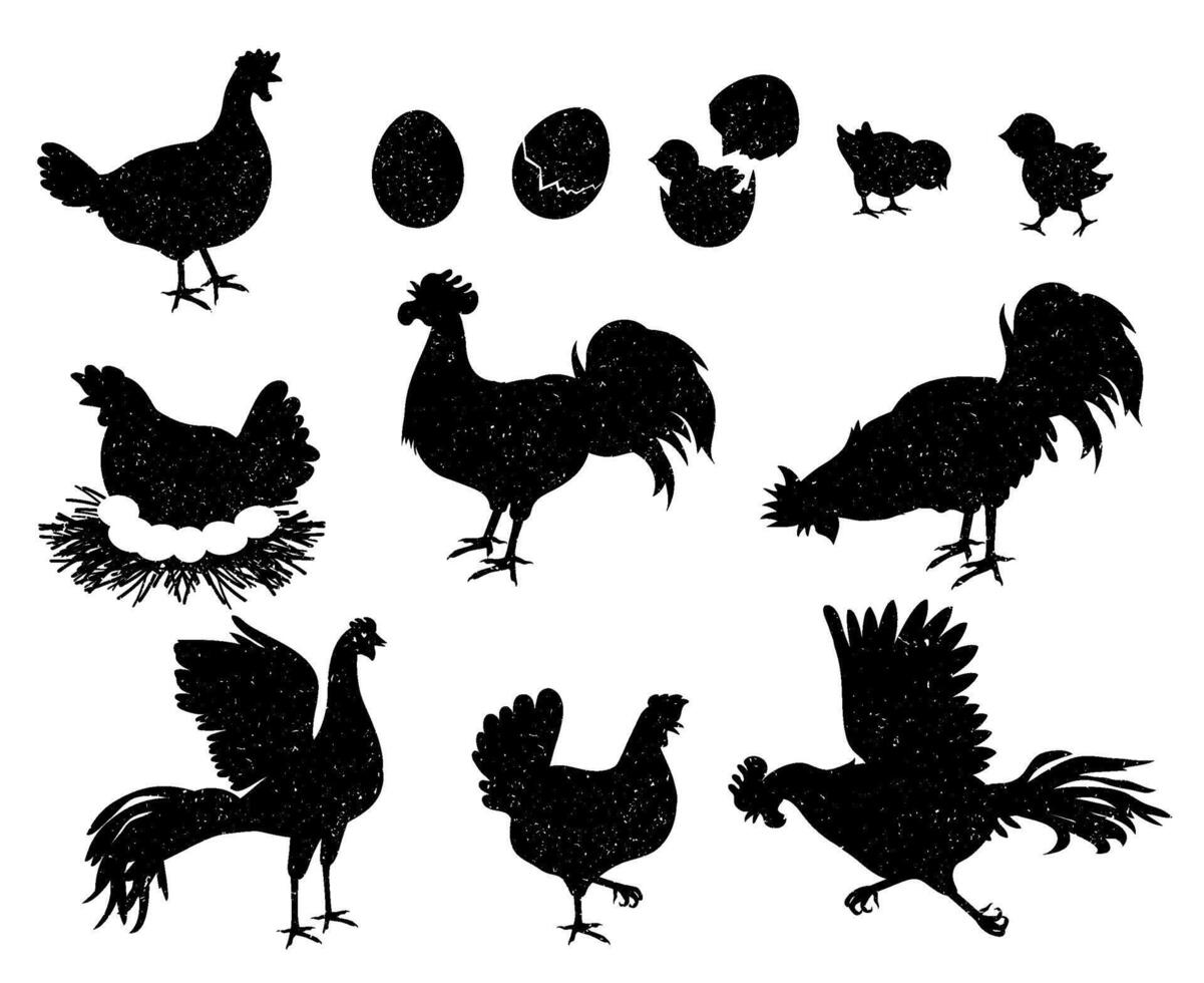 Rooster, hen and chicken silhouettes for vintage logo and labels. Poultry icons for meat and egg products. Domestic birds family vector set