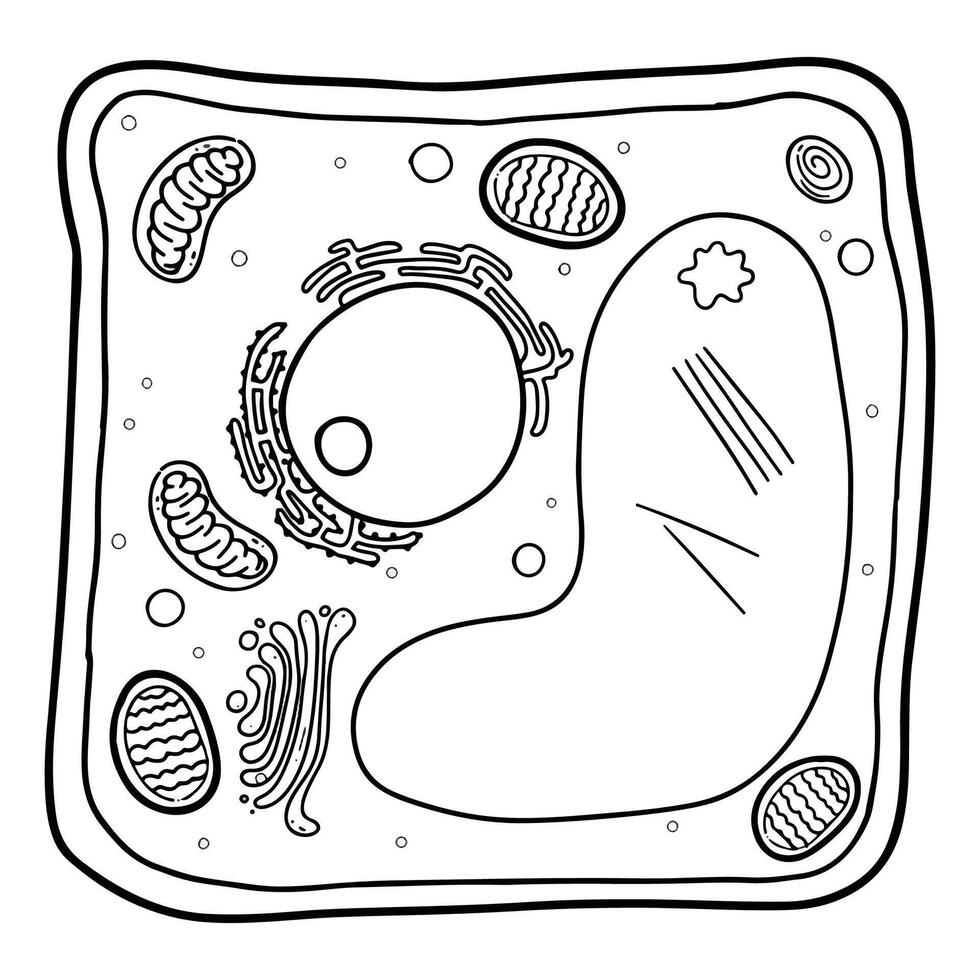 Plant cell is a eukaryotic cell.the basic unit of all plants. vector