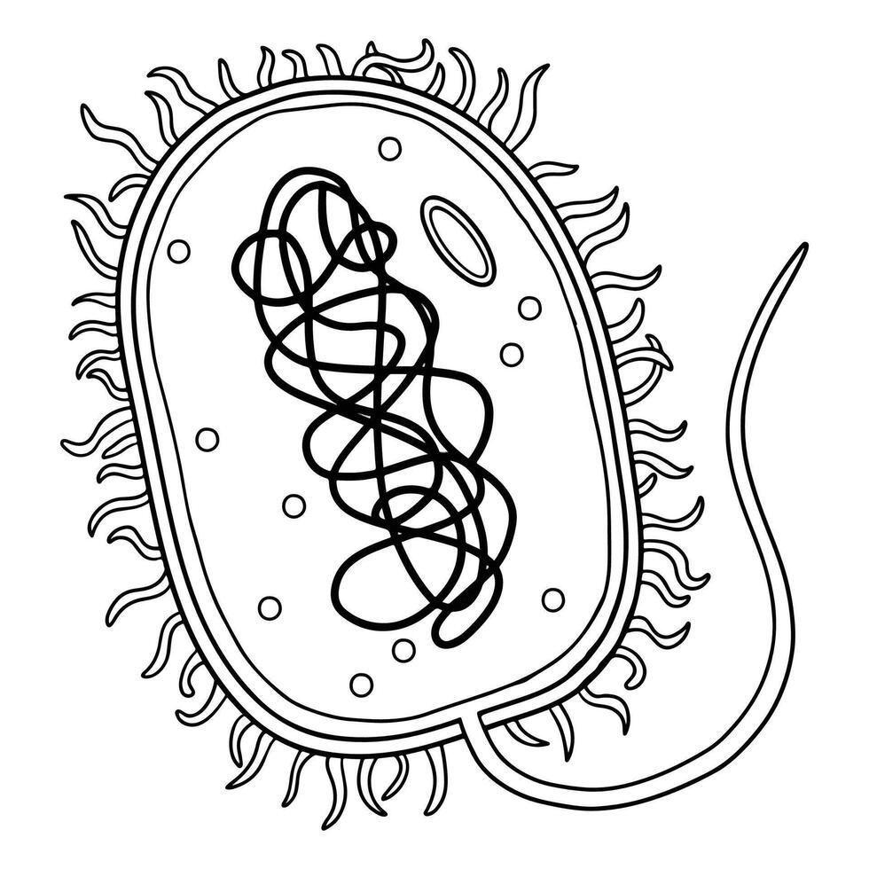 The structural of prokaryotic cells. vector