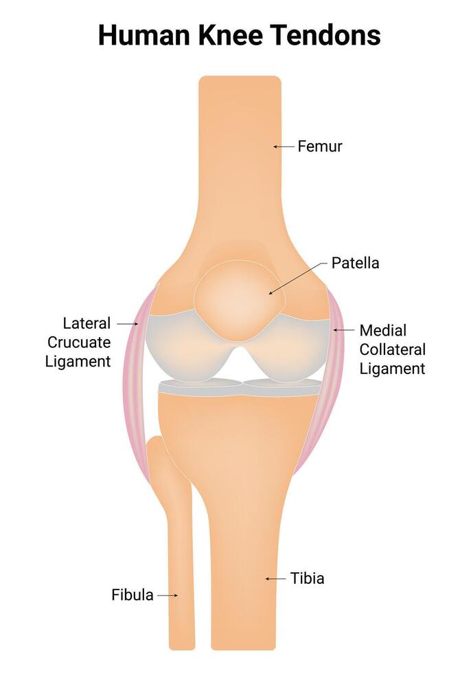 Human Knee Tendons Science Design Vector Illustration