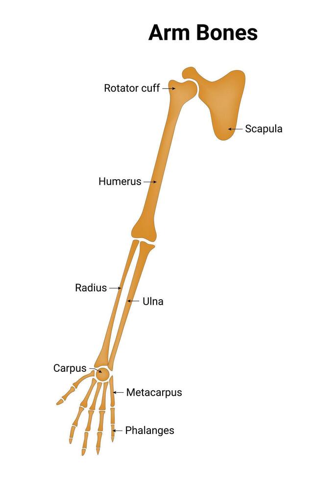 Arm Bone Science Design Vector Illustration Diagram