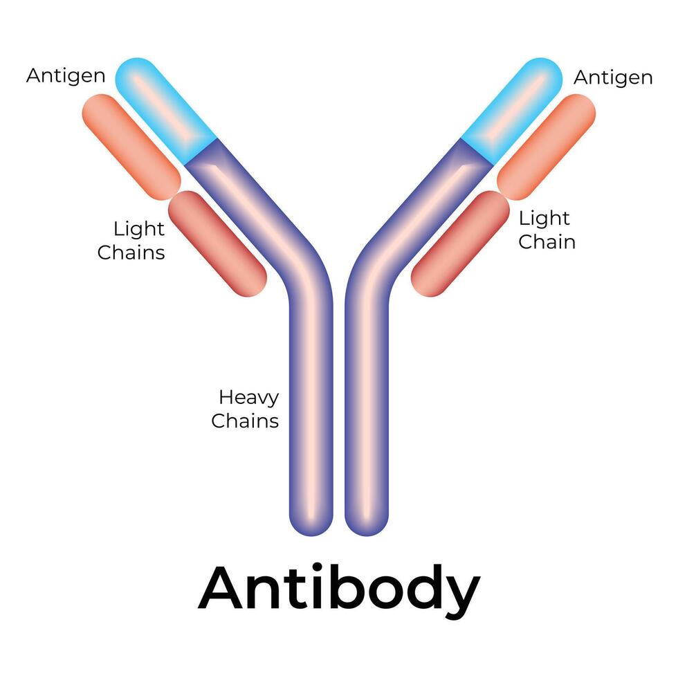 Antibody Science Design Vector Illustration Diagram