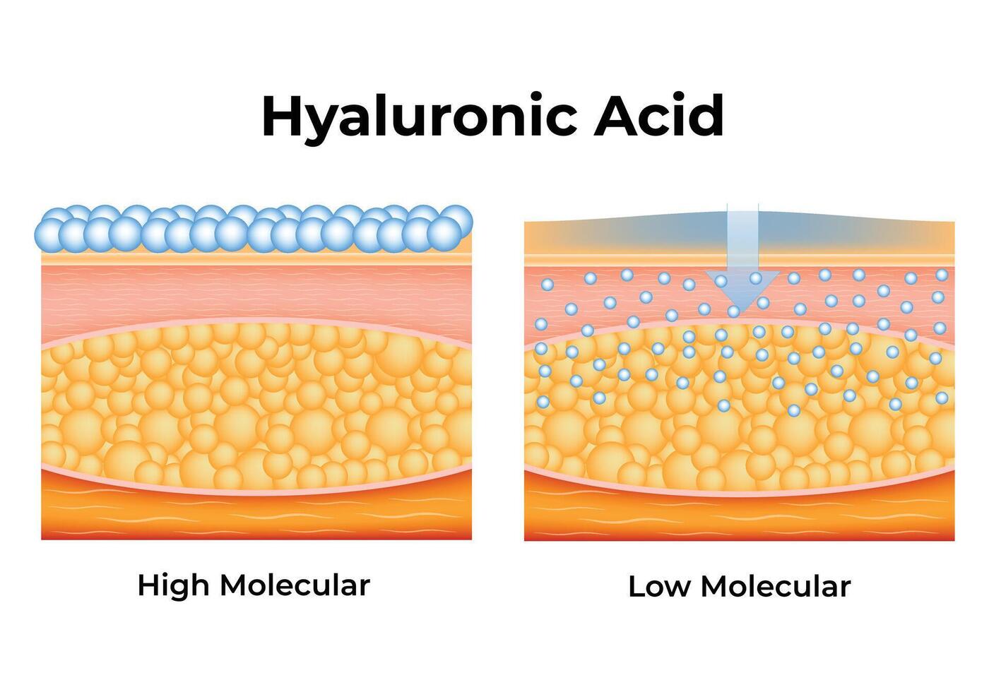 Hyaluronic Acid Science Design Vector Illustration Diagram