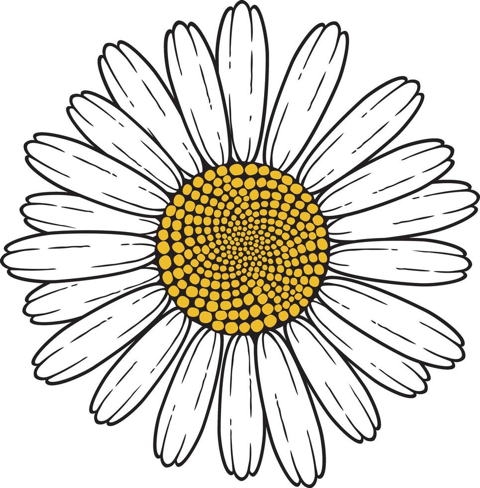 Chamomile Flower Color Vector Illustration