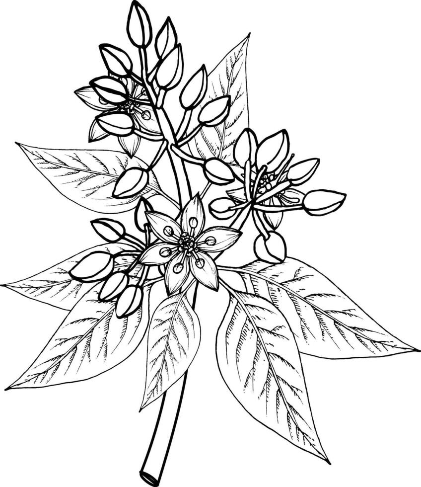 Vector sketch of flowering avocado twigs.Black and white hand drawing.