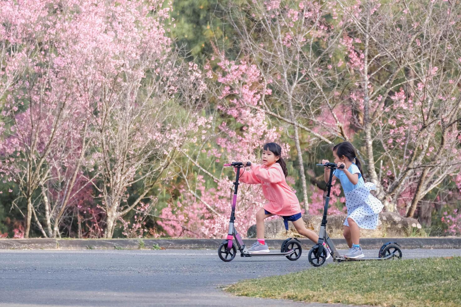 Active sisters riding scooters on street in outdoor park on summer day. Happy Asian kids riding kick scooters in the park. Active leisure and outdoor sport for child. photo