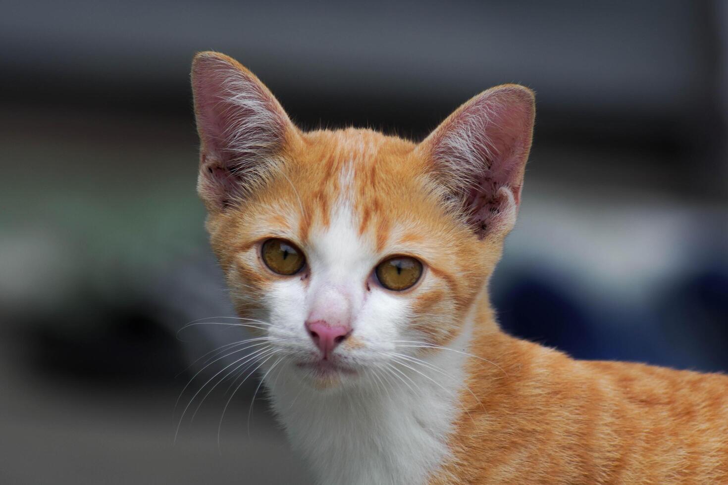 A small kitten is sitting on the green grass. A small kitten runs on the grass outdoors in the sunlight. Domestic animals. Cute funny cat at home. photo