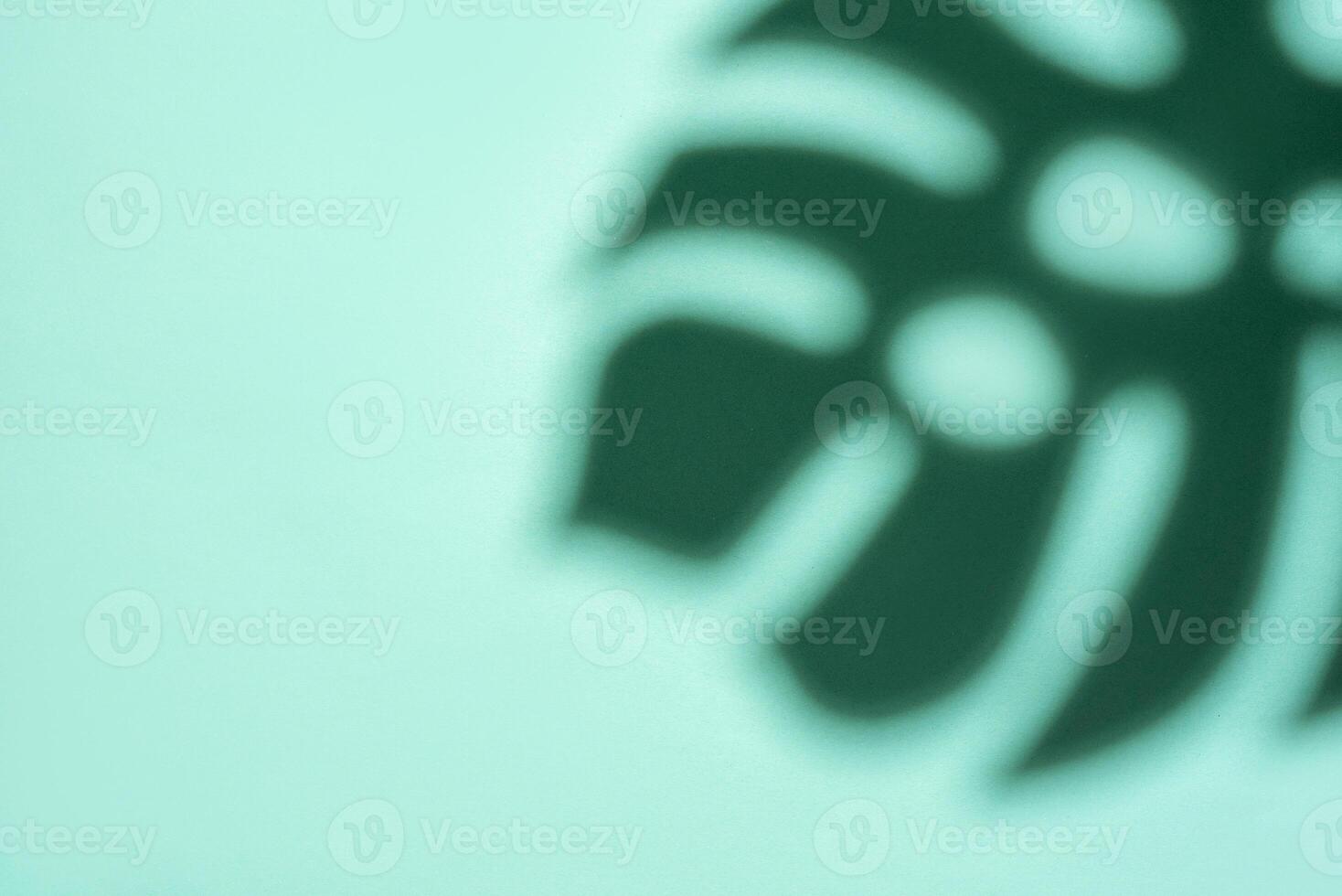 Shadows from monstera leaves photo