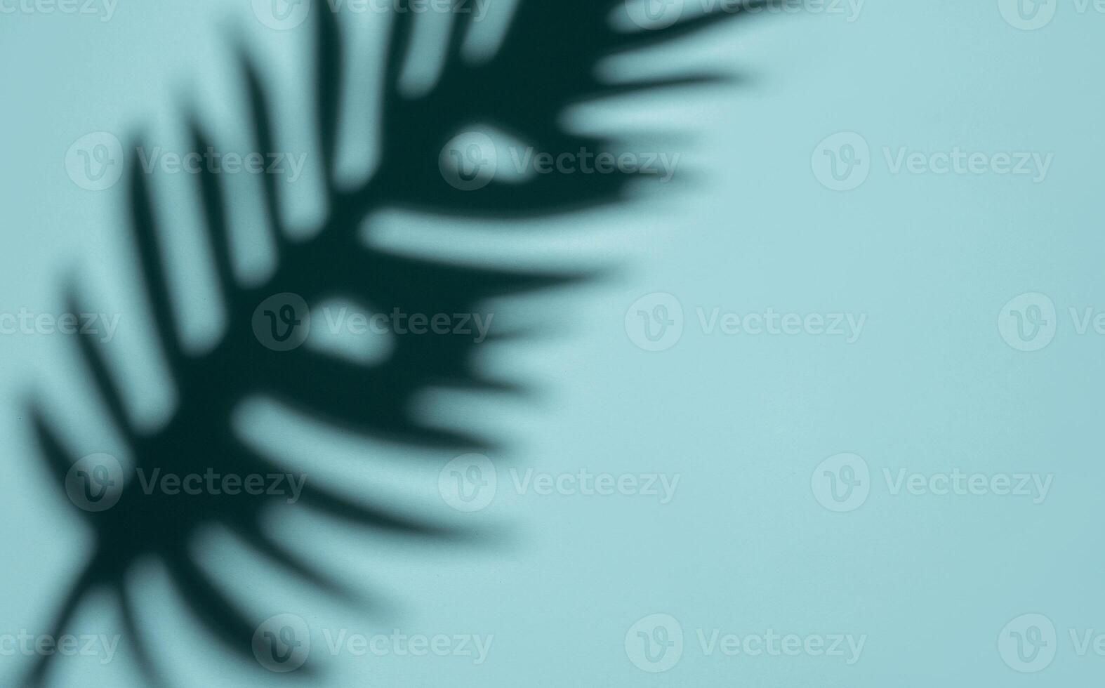 Abstract Shadow of a Tropical Leaf on a Light Blue Background in Soft Focus photo