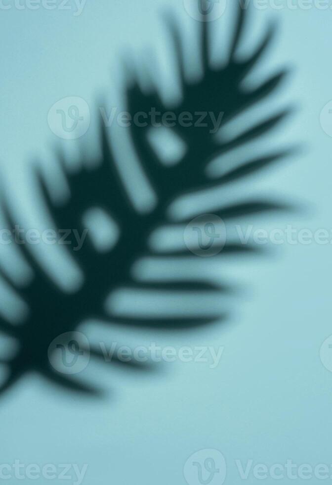 Abstract Shadow of a Tropical Leaf on a Light Blue Background in Soft Focus photo