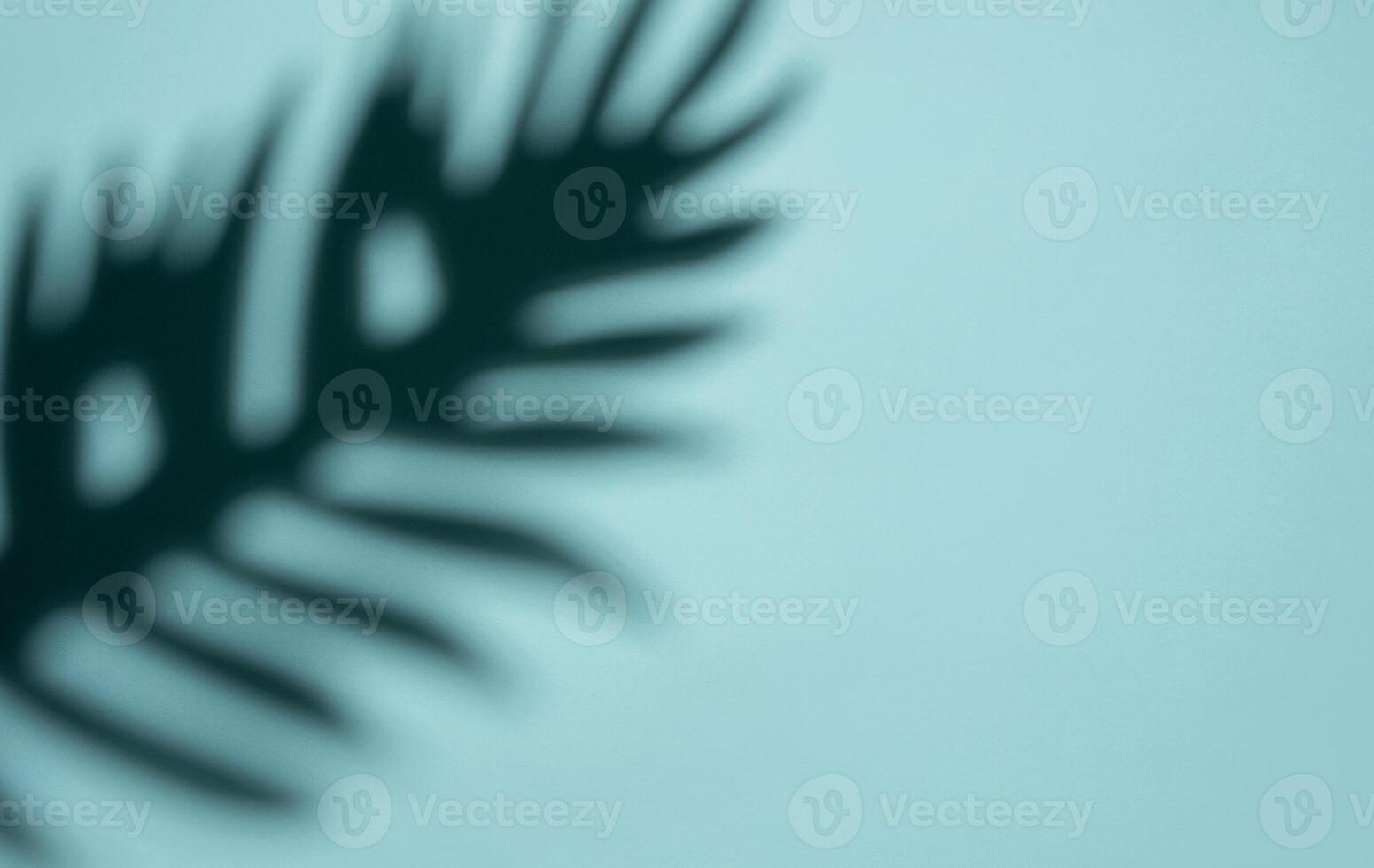 Abstract Shadow of a Tropical Leaf on a Light Blue Background in Soft Focus photo