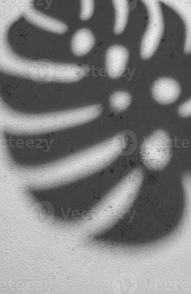 Shadows from monstera leaves photo