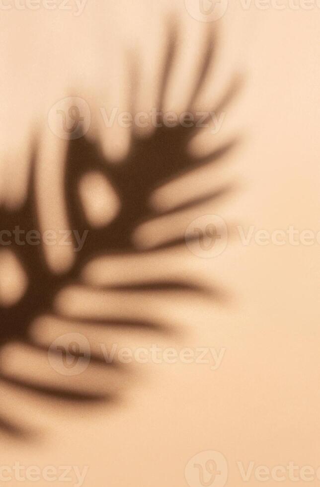 Shadows from palm leaves photo