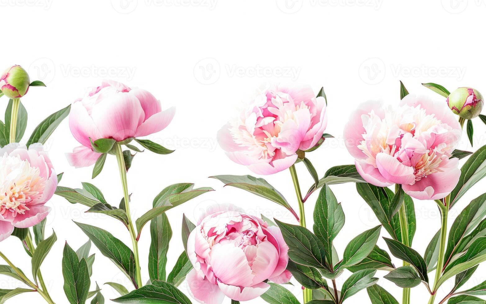 AI generated Vibrant Peonies in Full Bloom Against a Neutral Backdrop photo