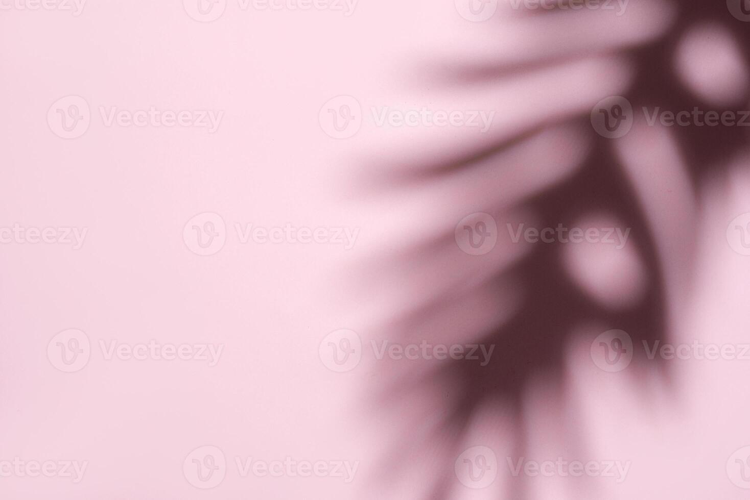 Blurred Palm Fronds in Soft Light Creating a Dreamlike Pattern photo
