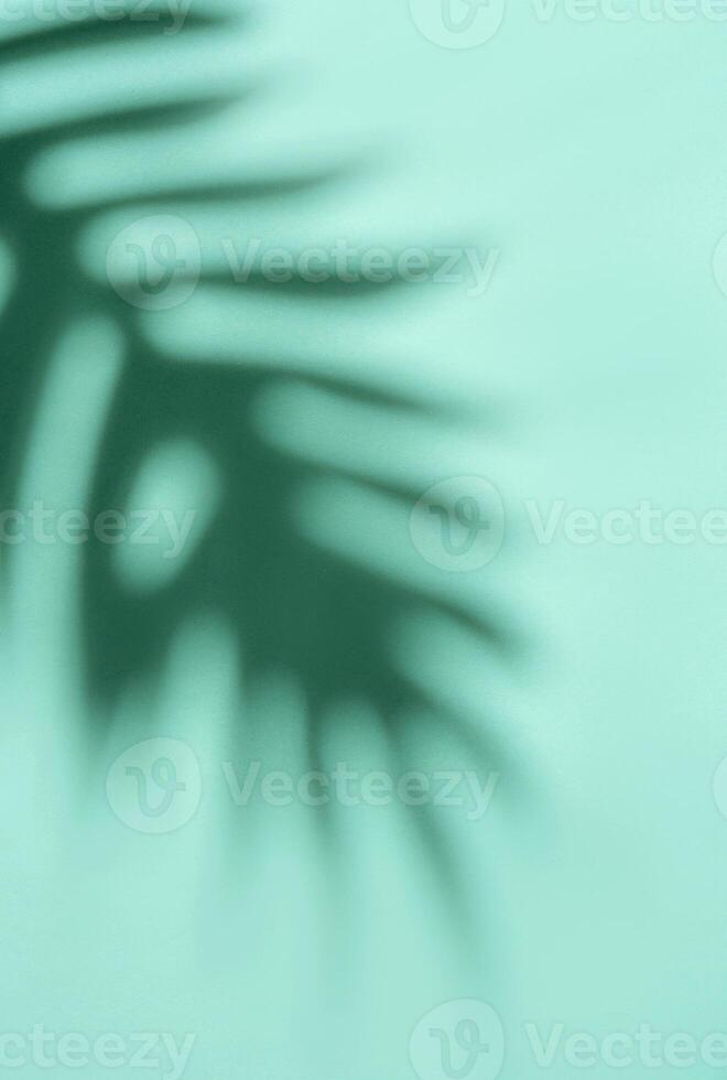 Shadows from palm leaves photo