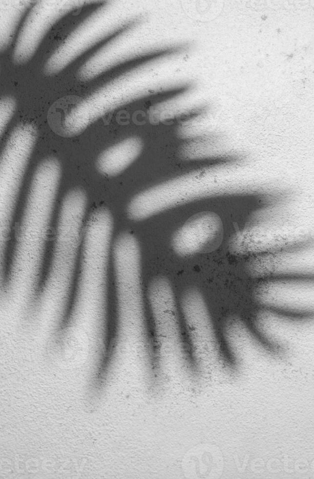 Shadow of a Fern Leaf Cast on a Textured White Wall During Daylight photo