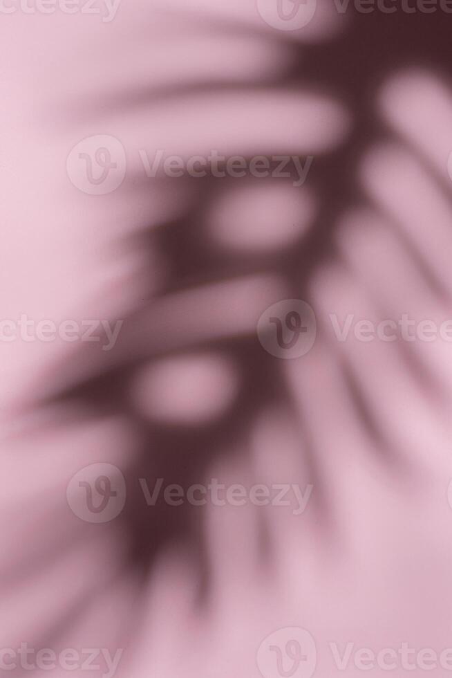 Blurred Palm Fronds in Soft Light Creating a Dreamlike Pattern photo