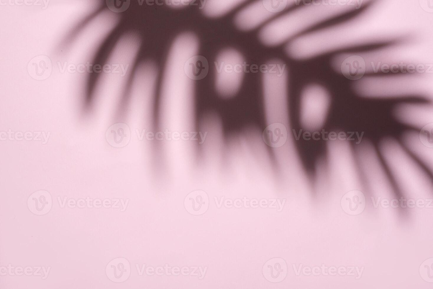 Blurred Palm Fronds in Soft Light Creating a Dreamlike Pattern photo