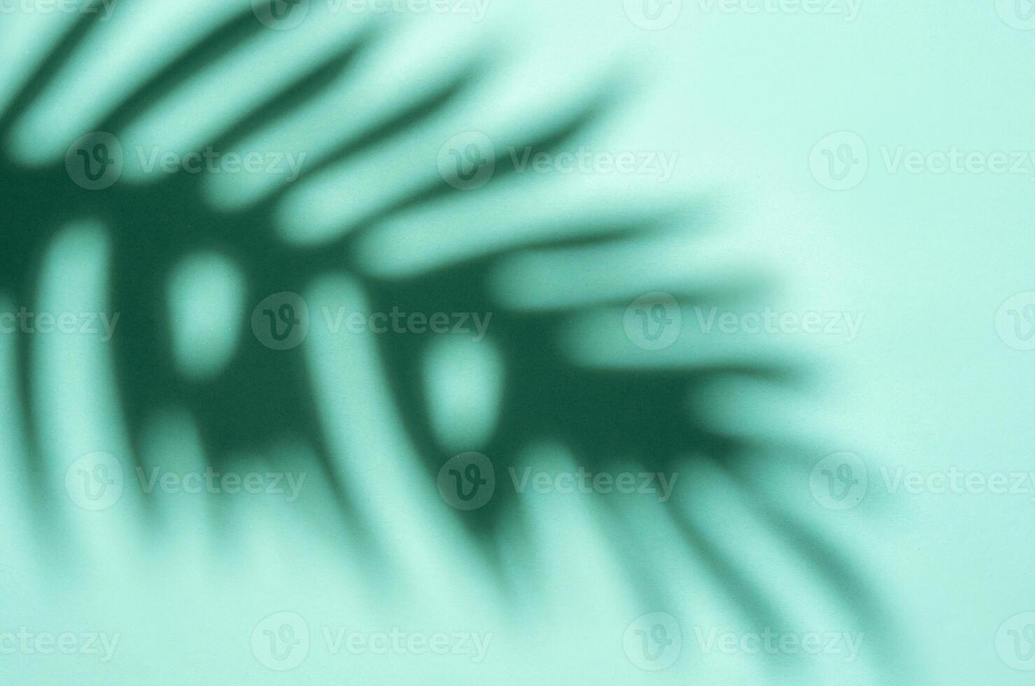 Shadows from palm leaves photo