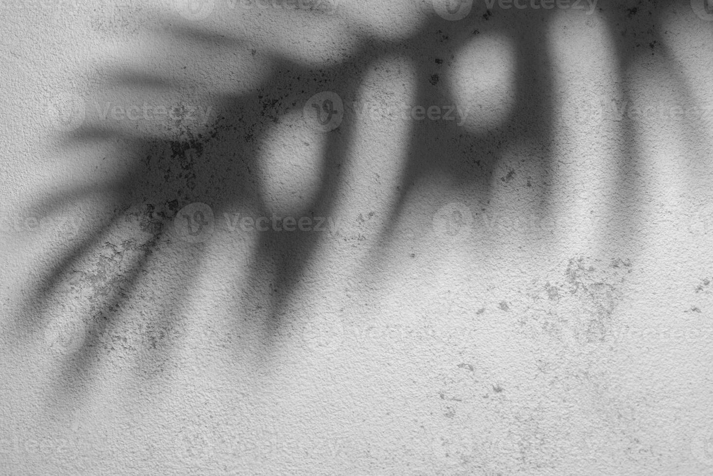 Shadow of a Fern Leaf Cast on a Textured White Wall During Daylight photo