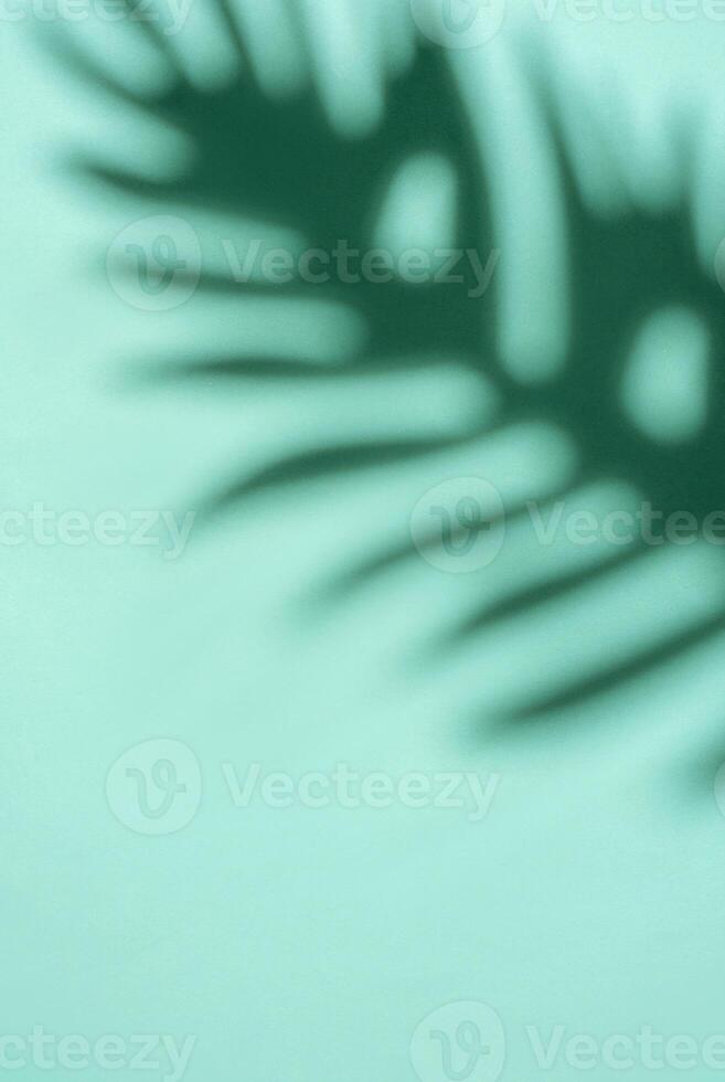 Shadows from palm leaves photo