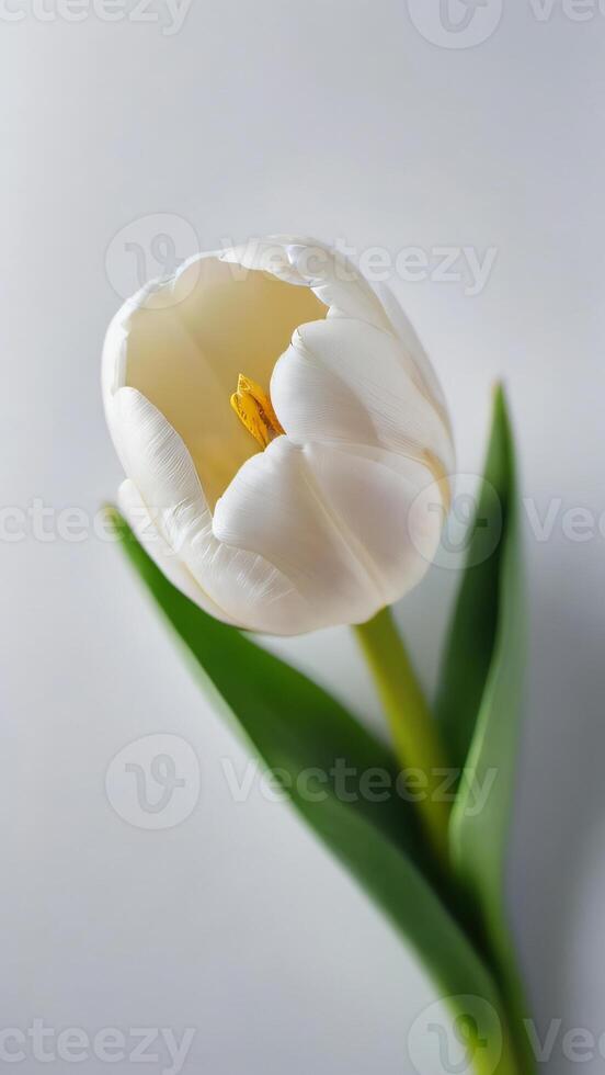 AI generated Photo Of White Tulip Top View Of Beautiful White Tulip. AI Generated