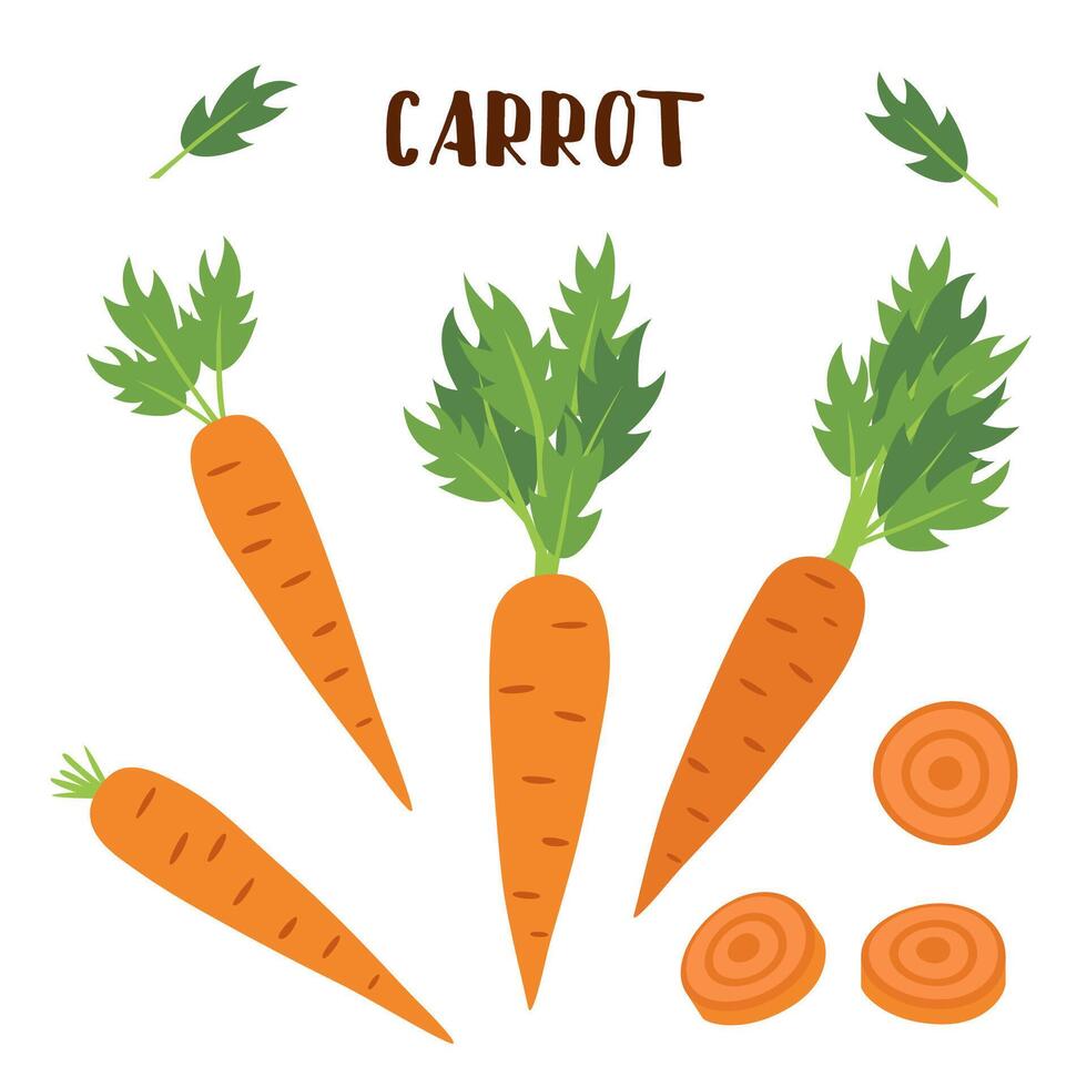Set of carrots isolated on white. Carrot vegetable in flat style. vector