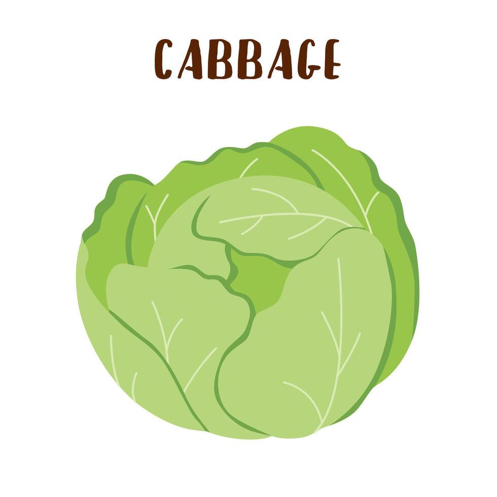 Cabbage vegetable isolated on white background. vector