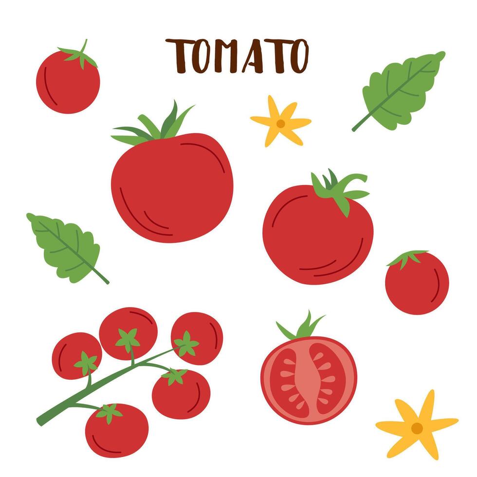 Set of tomatoes isolated on white. Tomato vegetable in flat style. vector