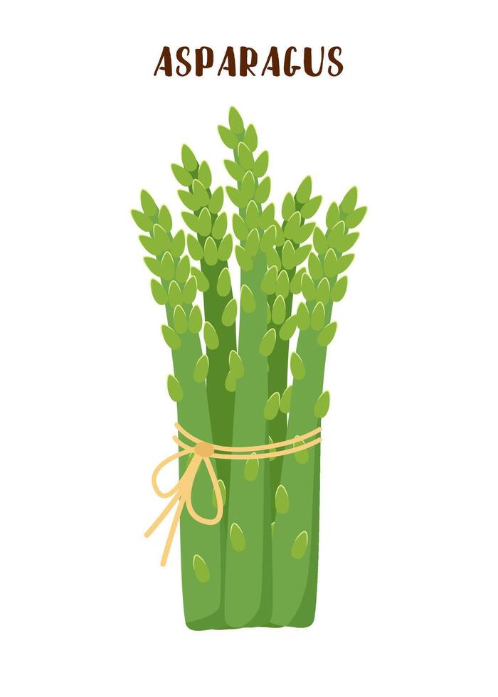 Asparagus vegetable isolated on white background. vector