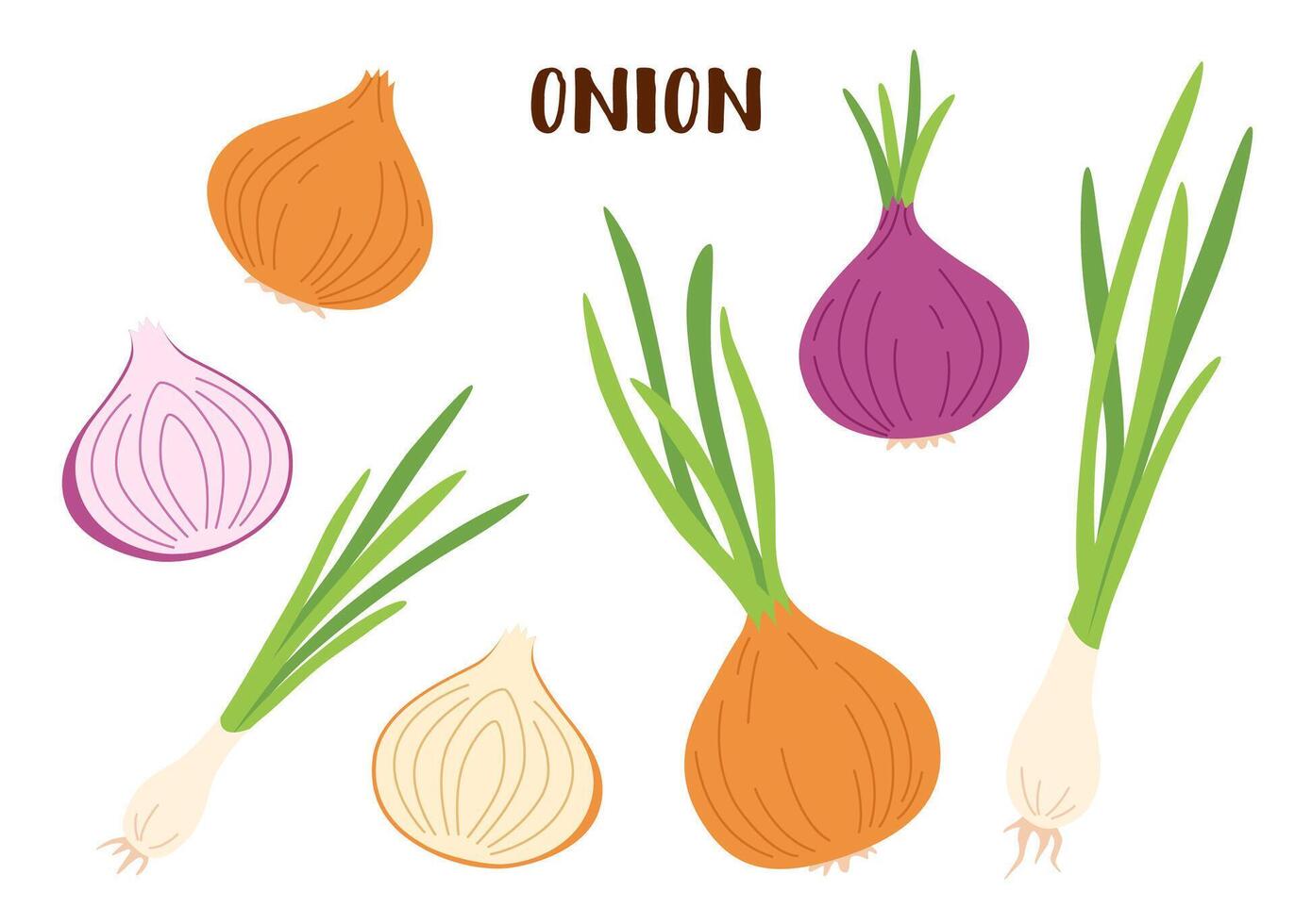 Set of onion isolated on white. Onion vegetable. vector