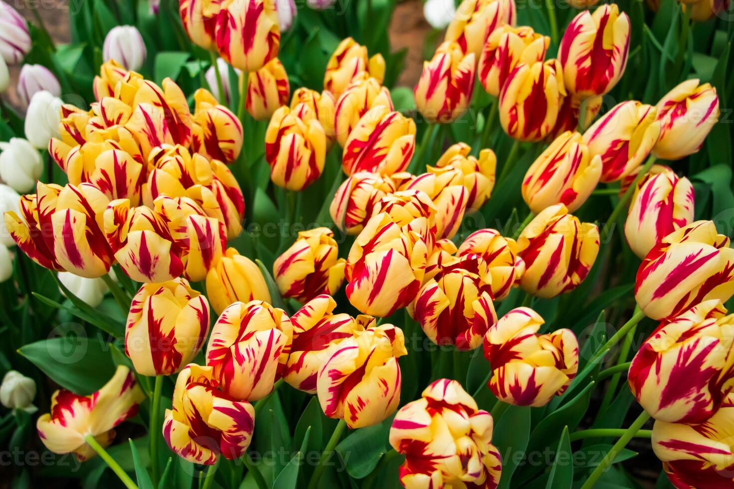 Colorful fresh tulips in park. Spring Tulip Festival. Bright flowers. photo