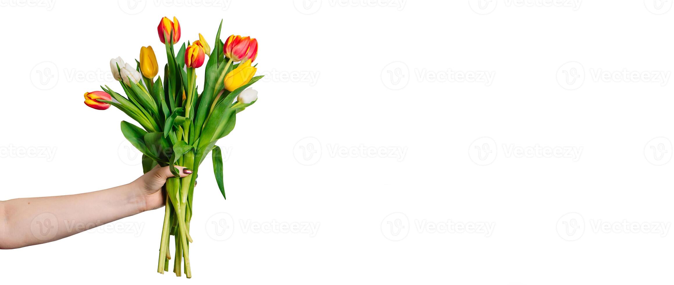 hembra manos participación ramo de flores de Fresco vistoso tulipanes primavera flores en blanco antecedentes. foto