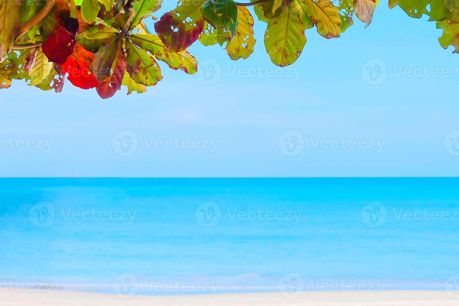 Soft focus,Tropical beach and sea colorful leaves with sky photo